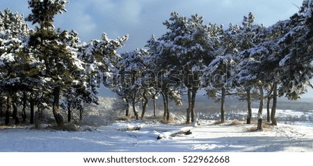 Winter landscape with snow forest and blue sky. Panorama.