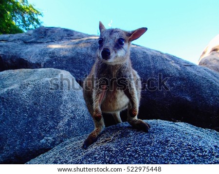 baby wallaby