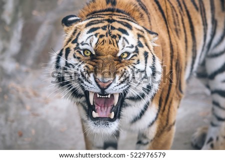 Tiger growling  aggression directly Royalty-Free Stock Photo #522976579