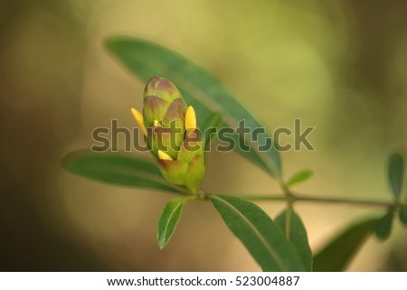 hophead flower, philippine violet flower or porcupine flower (barleria lupulina lindl.
