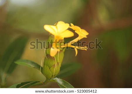 hophead flower, philippine violet flower or porcupine flower (barleria lupulina lindl.