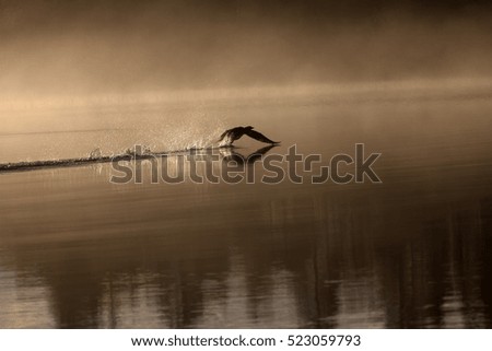 Spring landscape with Loon (misty morning). Bird were scattered on water of lake in misty forest. Picture has artistic value. Art style of photo. 