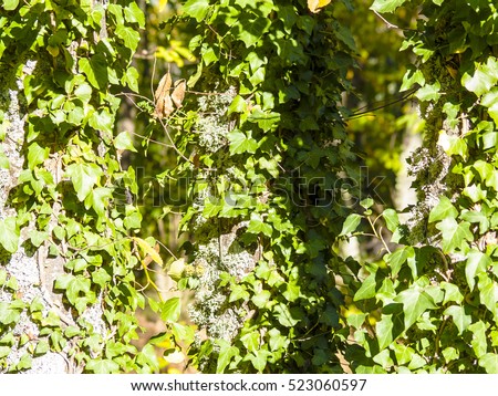 Natural texture of ivy on a tree on the forest