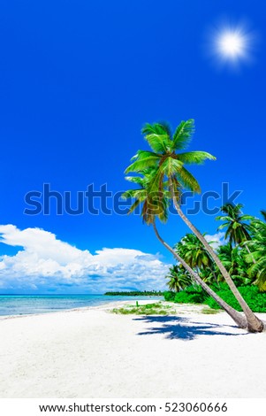 Beautiful tropical landscape of the Atlantic Ocean palm against the skyPalm Ocean Sky