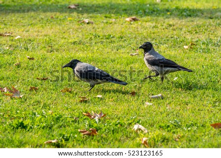 Two grey white neck hooded crows finding food on grassland in autumn with fall leaves in Tehran, Iran 