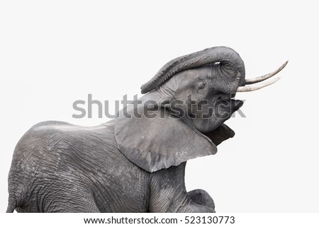 elephant isolated on white background