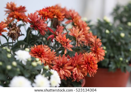 White and pink  chrysanthemum flowers in pot.