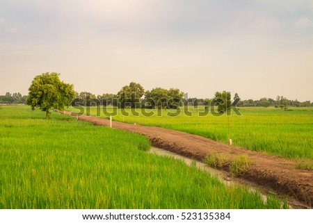 Beautiful Cornfield sunset of Thailand. Golden rice fields in the countryside of Thailand. Ridge on cornfield.