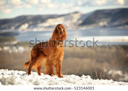 Happy three dogs in winter clothes in the forest Royalty-Free Stock Photo #523146001