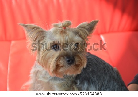 Picture of a beautiful purebred dog breed Yorkshire Terrier, made in studio