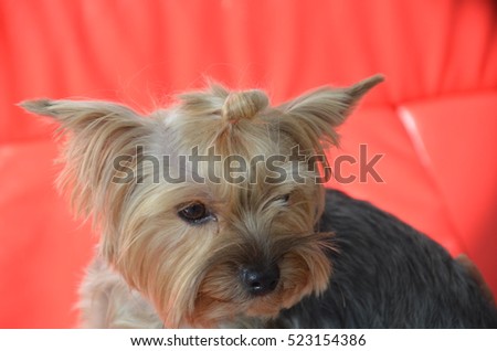 Picture of a beautiful purebred dog breed Yorkshire Terrier, made in studio