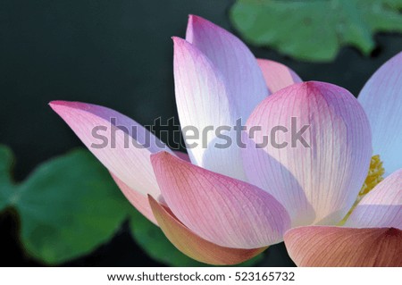  Blossom pink lotus flower in pond