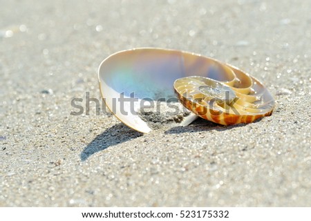 nautilus shell on wet sand