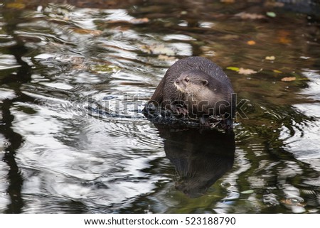 European otter (Lutra lutra) sits on stone in a river