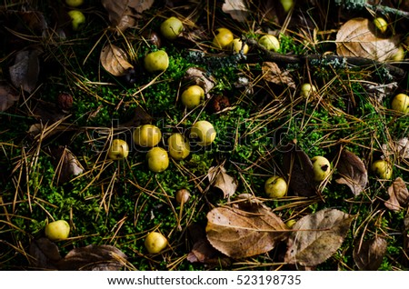 Rotten apple on snails and moss    