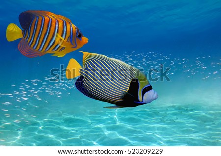 Coral Reef and Tropical Fish in the Red Sea, Egypt.
