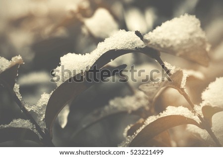 Green plants cover by white fresh snow.