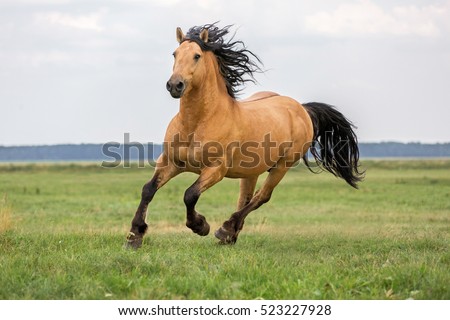 Beautiful bay horse.