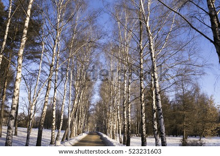 Winter birch alley in a city park