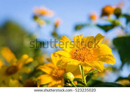 Mexican sunflower field, Thung Bua Tong, Doi Mae U Kho ,Khun Yuam, Mae Hong Son, northern Thailand.