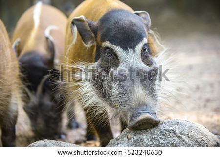 Red River Hog in the zoo. (face close up)
