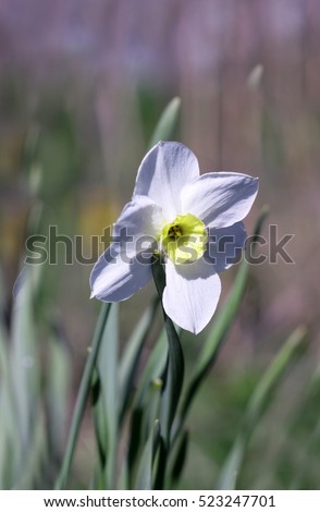"Vainglorious Narcissus!"A flower Narcissa in a spring garden on a beige motley background.  Narcissus. Close up one. Macro. A background flower vegetable. Royalty-Free Stock Photo #523247701