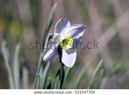 "Vainglorious Narcissus!"A flower Narcissa in a spring garden on a beige motley background.  Narcissus. Close up one. Macro. A background flower vegetable horizontal . Royalty-Free Stock Photo #523247704