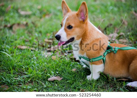 Corgi dog in grass field