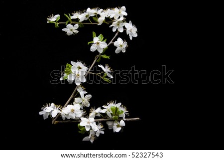 letter "Z" from blossom tree on black background - alphabet