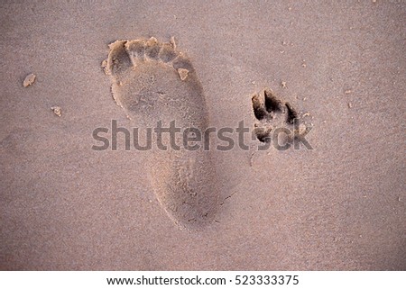 Footprint of person and dog on the beach, playing on the beach with the pet
