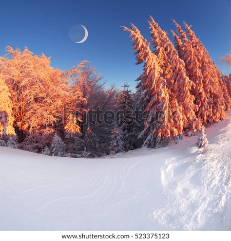 night in the Ukrainian Carpathians, on New Year's golden spruce, with a haze of golden light shine in fog with spectacular light effects Wild forest with Christmas tree after a snow storm  blizzard