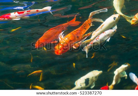Gold, red, orange carp in the black water.