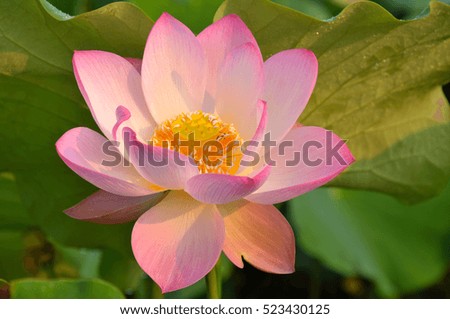 Blossom pink lotus flower in pond
