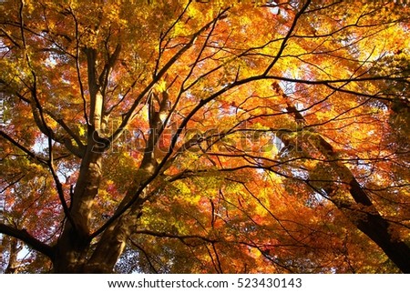 Autumn Leaves in Miyagi Japan