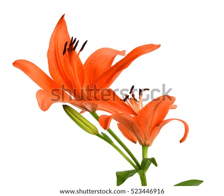 Tiger Lilly on white background