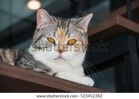 The American wirehair cat looking to camera. The American wirehair cat is a breed native to New York, with a wiry, crimped coat resulting from a natural genetic mutation. Royalty-Free Stock Photo #523452382