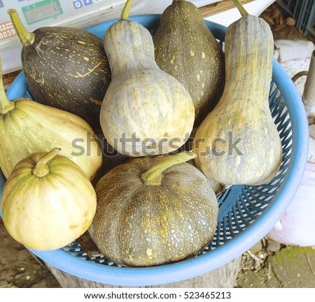 Many kinds of pumpkins