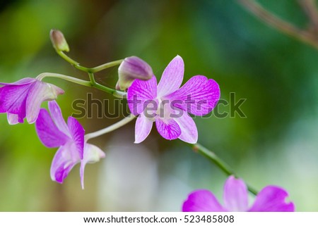 zooming closeup view beautiful purple flowers. Amazing image of colourful violet blooming tulip in the gardening green grass landscape at sunny summer or spring day 