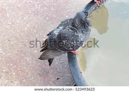 Wet Pigeon clean body , Picture with space for text