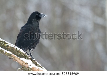 Birds - Black Common raven (Corvus corax) perched on tree. Scary, creepy, gothic setting. Winter. Halloween