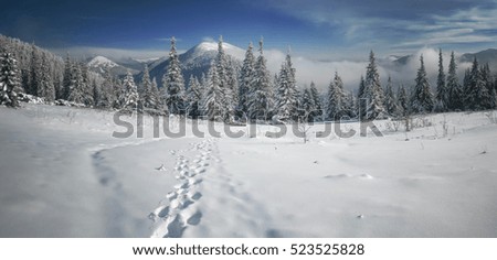 Snow covered fir trees on the background of mountain peaks. Panoramic view of the picturesque snowy winter landscape. Magnificent and silent sunny day. Toning photo.