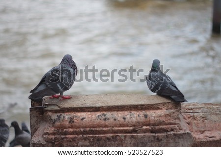 Two Pigeon with Blur  river back ground ; Picture with space for text
