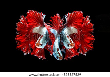 Red dragon siamese fighting fish, betta fish isolated on black background.3 Red dragon siamese fighting fish.
