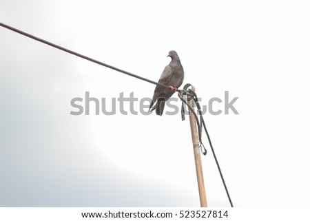 Pigeon , Picture with space for text