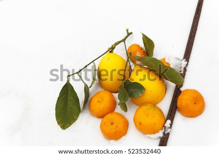 Tangerine and lemon in snow. Orange on white.