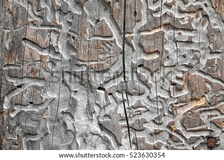 Debarked Wood Affected With Woodworm. Damaged Tree Trunk Background Texture With Natural Mottled Intricacy Or Labyrinth, Pattern. Close Up. Destroyed Wood Rugged Structure