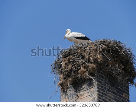 Stork on a chimney
