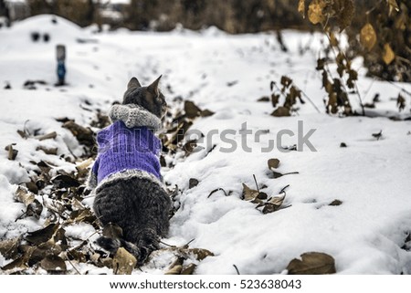 kitten on a winter walk