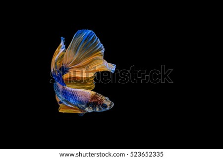 Capture the moving moment of Siamese fighting fish, Halfmoon betta isolated on black background