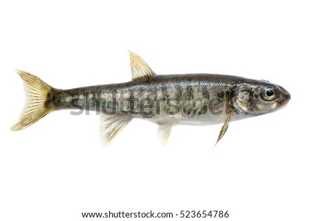 Minnow (Phoxinus) it is isolated on a white background Royalty-Free Stock Photo #523654786